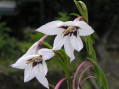 Gladiolus murielae