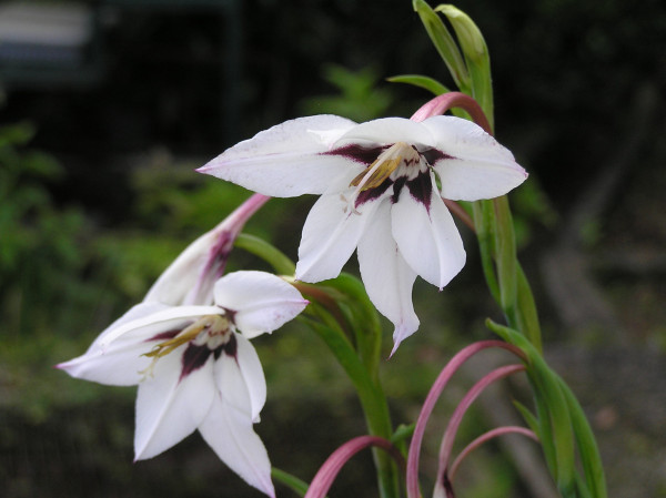 Gladiolus murielae