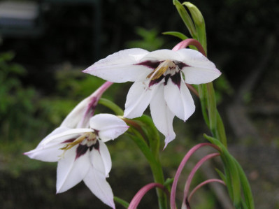Gladiolus murielae
