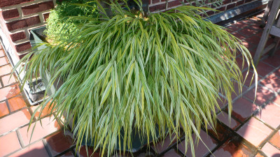 Hakonechloa macra