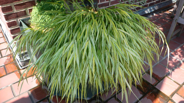 Hakonechloa macra