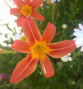 Orange Hemerocallis