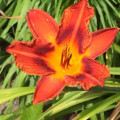 Orange-Red Hemerocallis