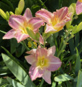 Pink Hemerocallis