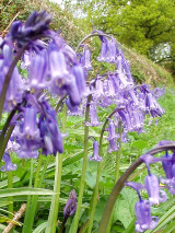 Blue Hyacinthoides