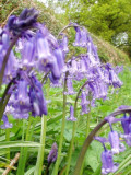 Blue Hyacinthoides