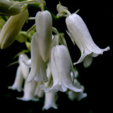 White Hyacinthoides