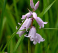 Lilac Hyacinthoides