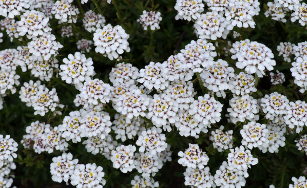Iberis sempervirens
