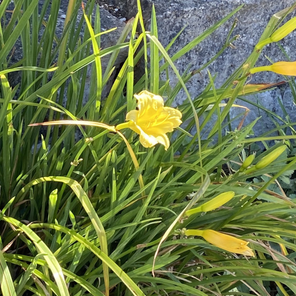 Hemerocallis lilioasphodelus