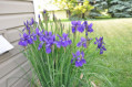 Blue Iris Sibirica