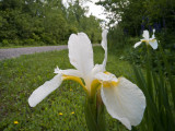 White Iris Sibirica