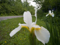 White Iris Sibirica