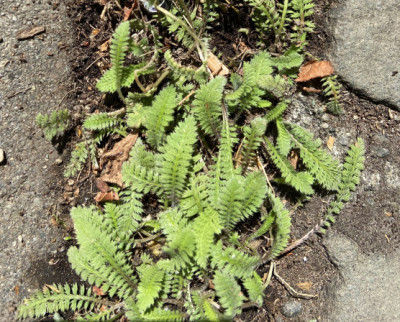 Leptinella squalida