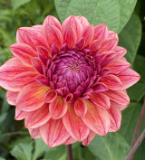 Magenta Striped | 4-5 inch blooms