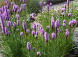Purple Liatris