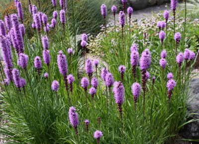 Liatris spicata