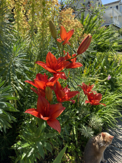 Lilium maculatum