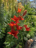 Red, tall Lilium