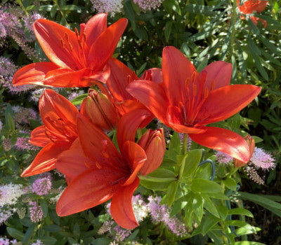 Lilium maculatum