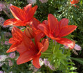 Red, short Lilium