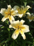 Yellow Lilium