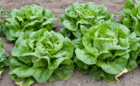 Boston Lettuce