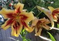 Maroon 'N Gold Lilium