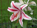 White & Pink Stargazer