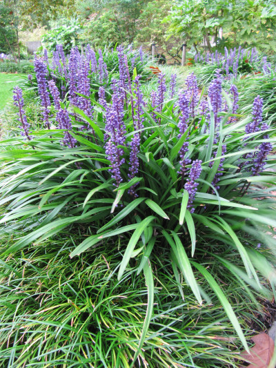 Liriope muscari
