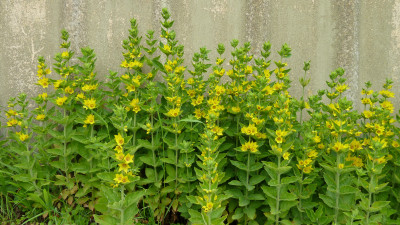 Lysimachia punctata