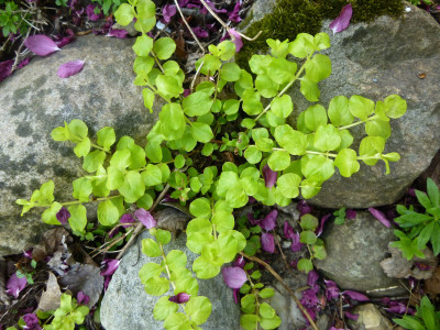 Lysimachia nummularia