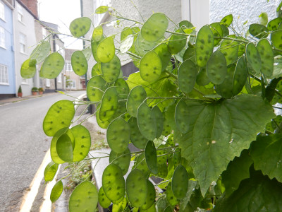 Lunaria annua