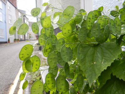 Lunaria annua
