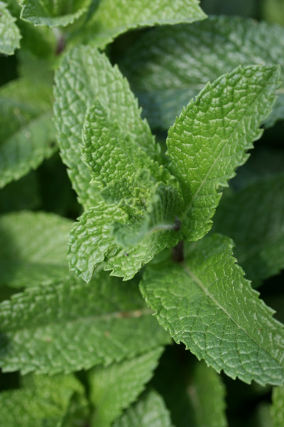 Mentha spicata