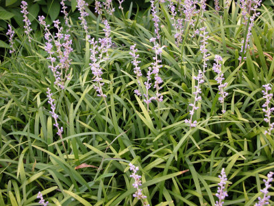 Liriope spicata