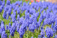 Muscari armeniacum