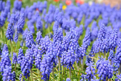 Muscari armeniacum