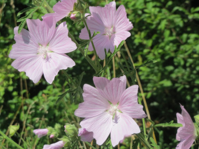 Malva alcea