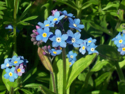 Myosotis sylvatica