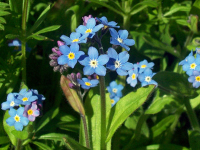 Myosotis sylvatica