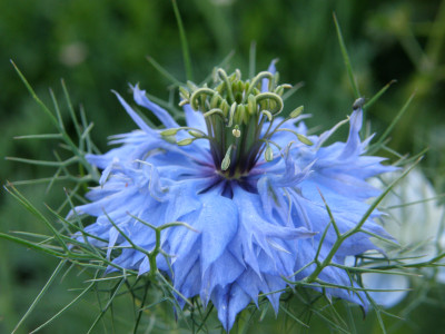 Nigella damascena