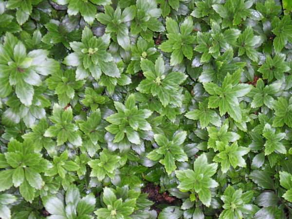 Pachysandra terminalis