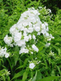 White Phlox