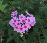 Purple Phlox