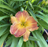 Red-Yellow Hemerocallis