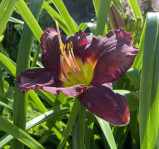 Maroon Hemerocallis
