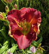 Bright Red Hemerocallis