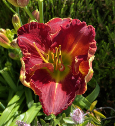 Hemerocallis fulva