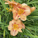 Pale Orange Hemerocallis